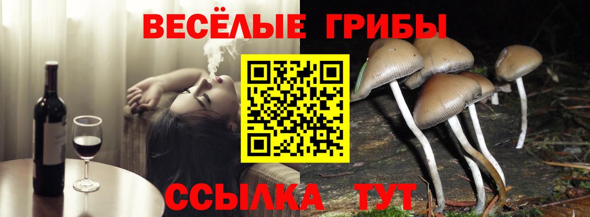 Галлюциногенные грибы Psilocybe  Вход с VPN  Урус-Мартан 